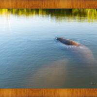 Manatee Hole - Image 5