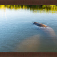 Manatee Hole - Image 6