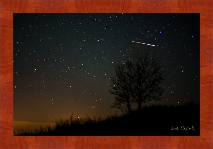 Meteor Tree - Image 4