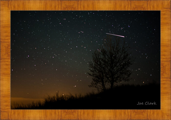 Meteor Tree - Image 5