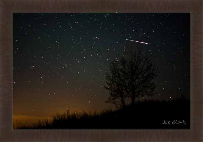 Meteor Tree - Image 2
