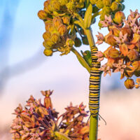 Monarch Caterpillar