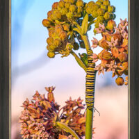 Monarch Caterpillar - Image 3