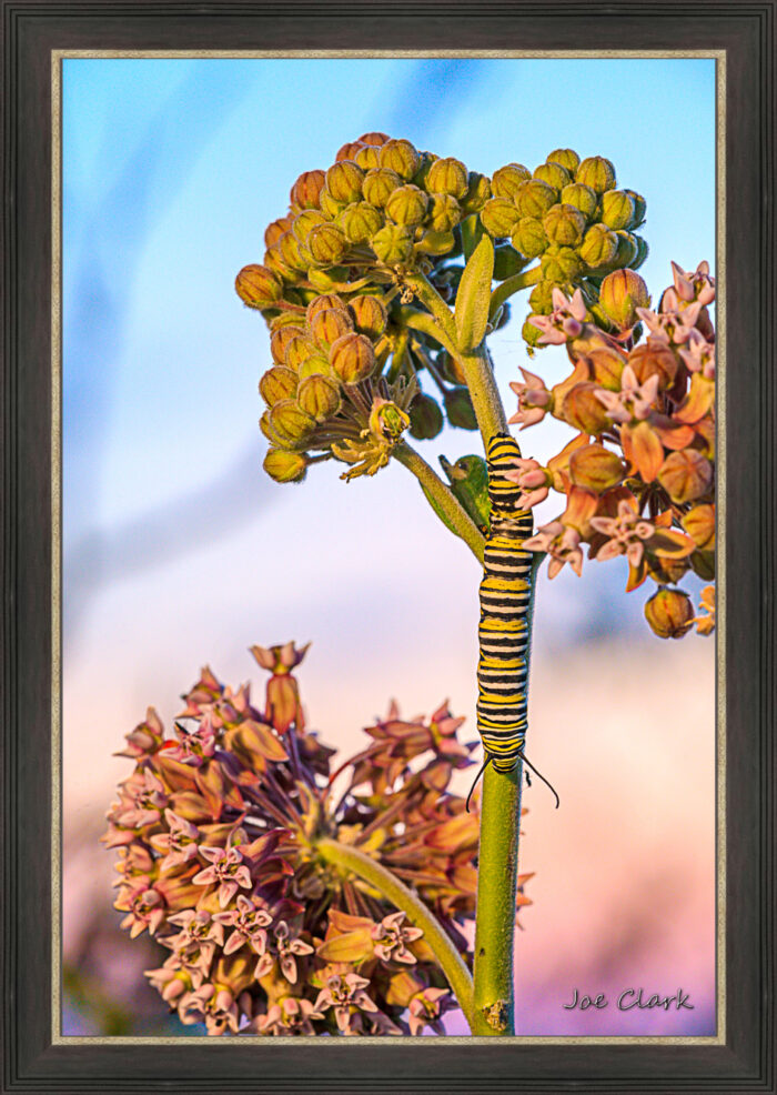 Monarch Caterpillar - Image 3