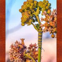 Monarch Caterpillar - Image 4