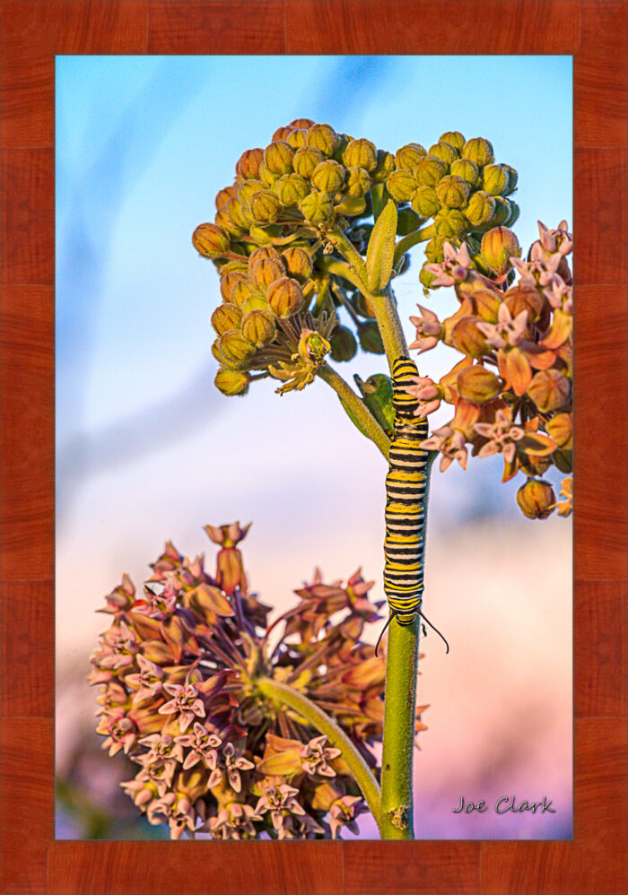 Monarch Caterpillar - Image 4