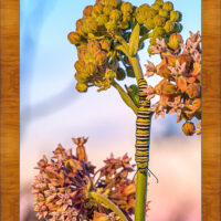 Monarch Caterpillar - Image 5