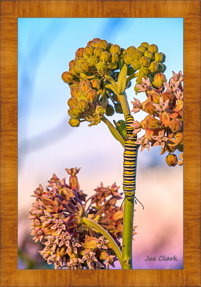 Monarch Caterpillar - Image 5