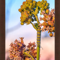 Monarch Caterpillar - Image 6