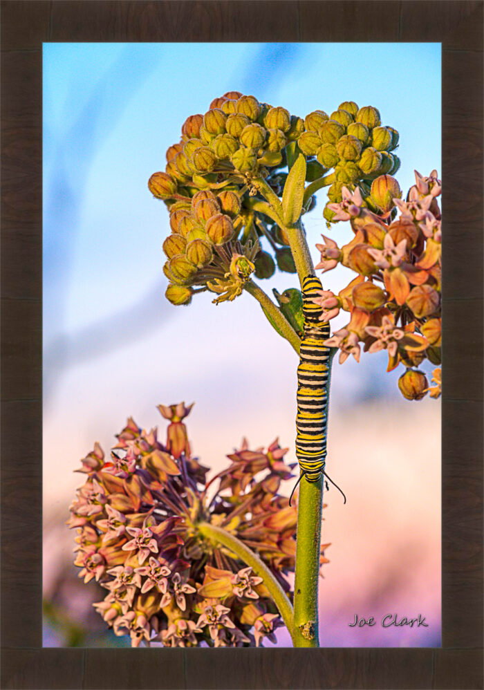 Monarch Caterpillar - Image 2