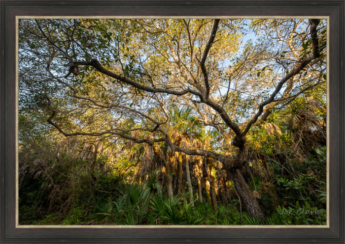 Old Growth - Image 3