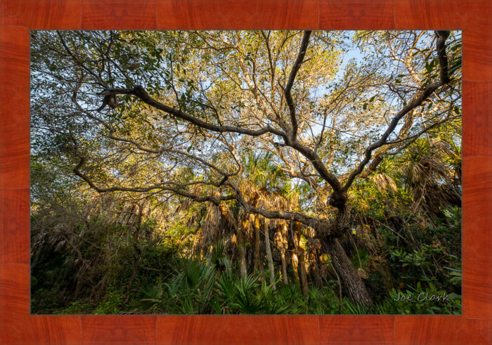 Old Growth - Image 4