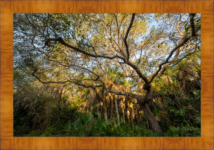 Old Growth - Image 5