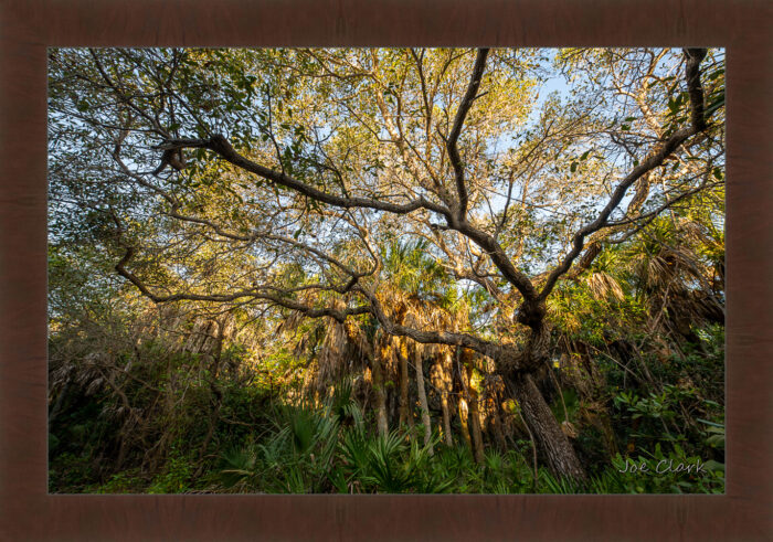 Old Growth - Image 6
