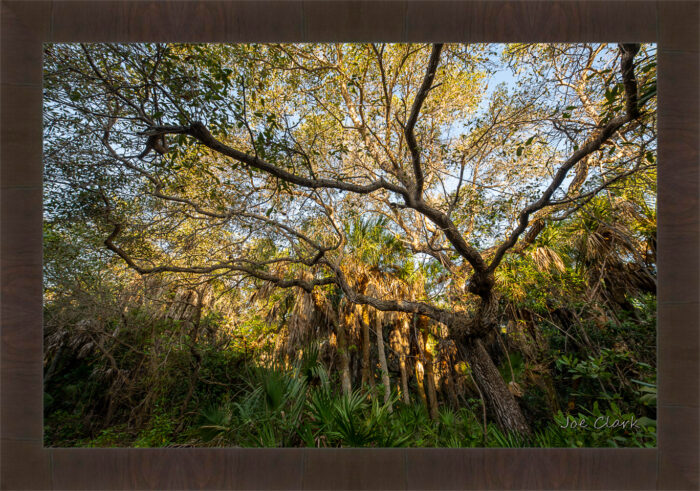 Old Growth - Image 2