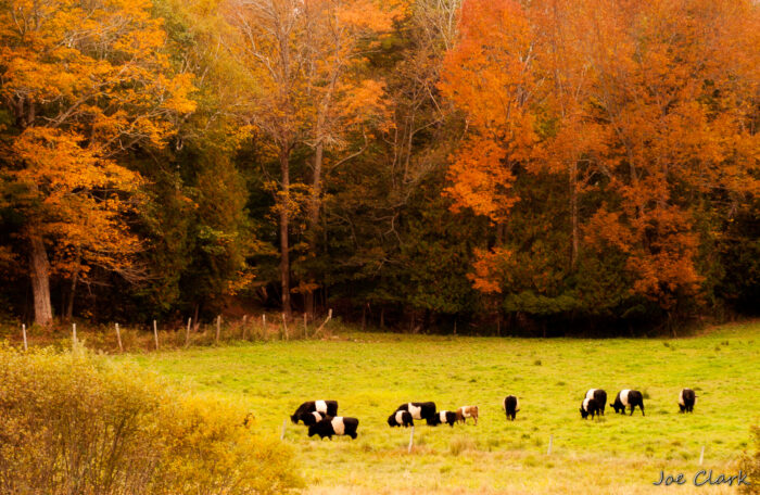 Oreo Cows