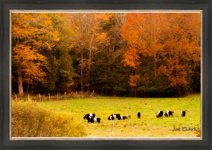 Oreo Cows - Image 3