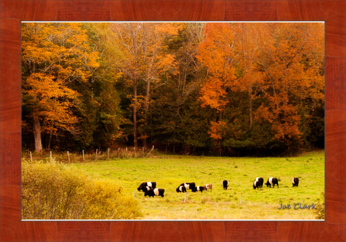 Oreo Cows - Image 4