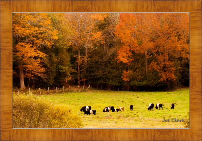Oreo Cows - Image 5