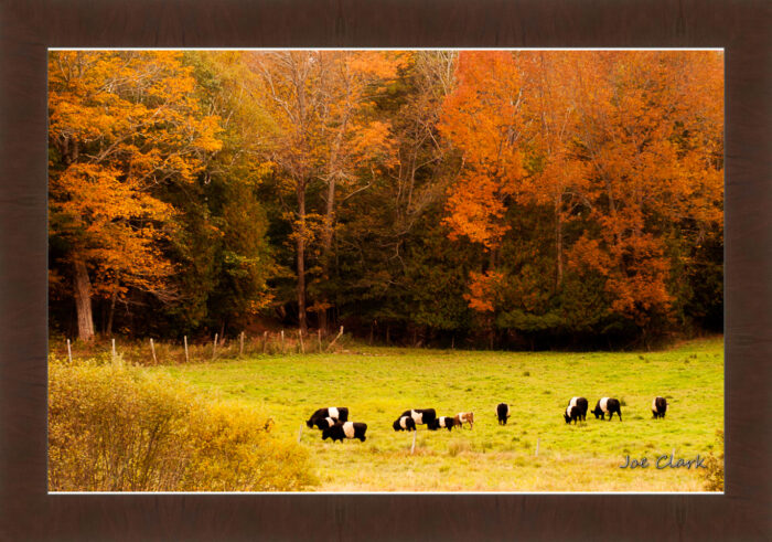 Oreo Cows - Image 6