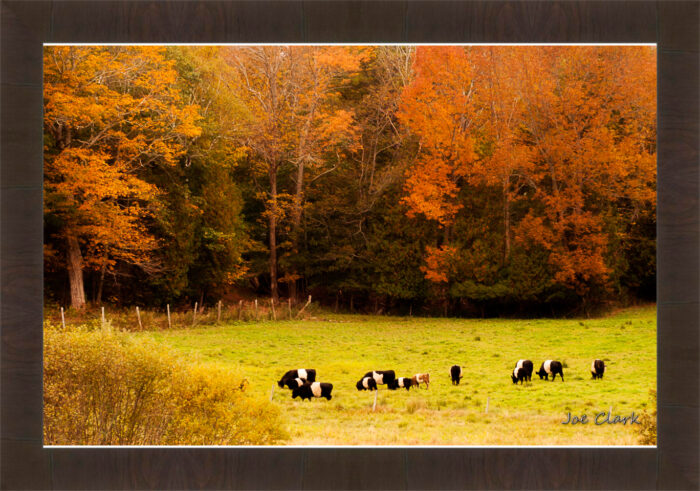 Oreo Cows - Image 2