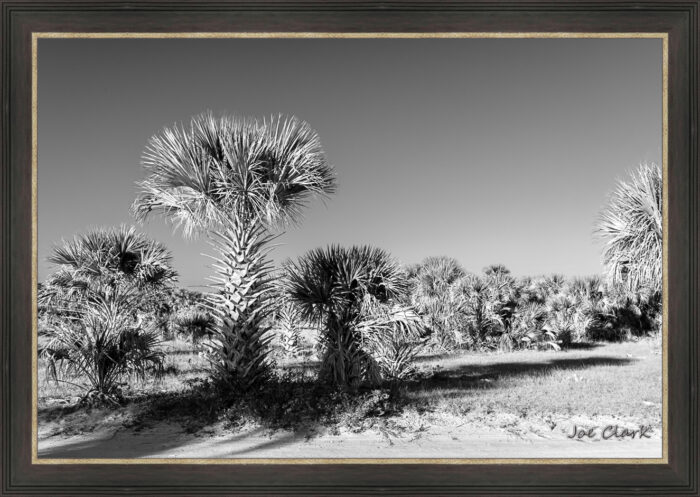 Palm Morning - Image 3