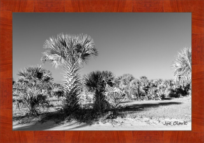 Palm Morning - Image 4