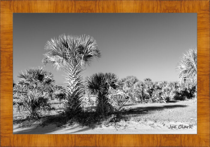 Palm Morning - Image 5