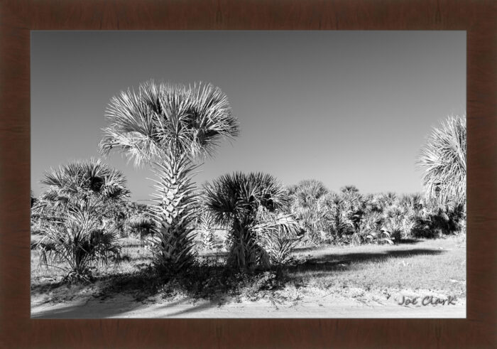 Palm Morning - Image 6