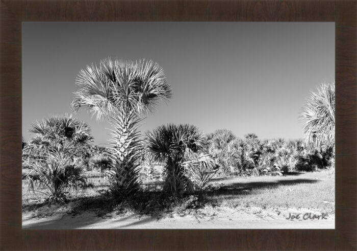 Palm Morning - Image 2