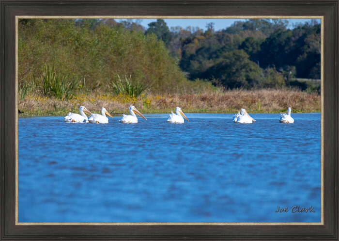 Pelican Procession - Image 3