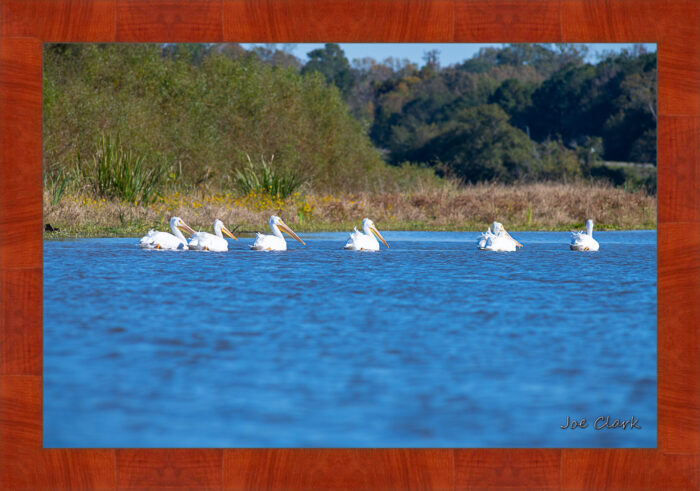 Pelican Procession - Image 4