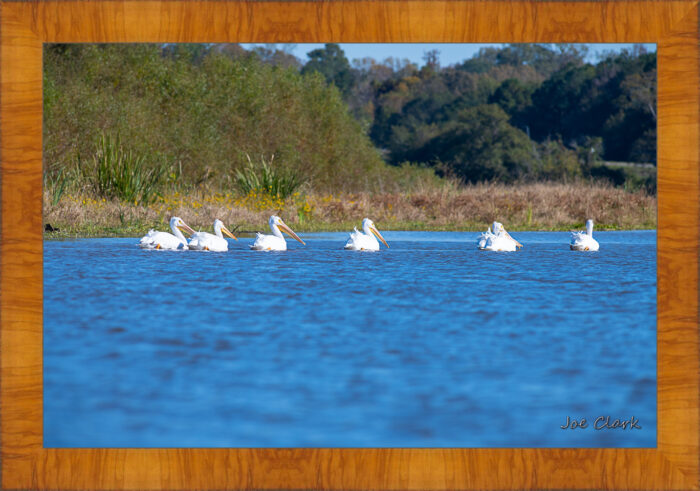 Pelican Procession - Image 5