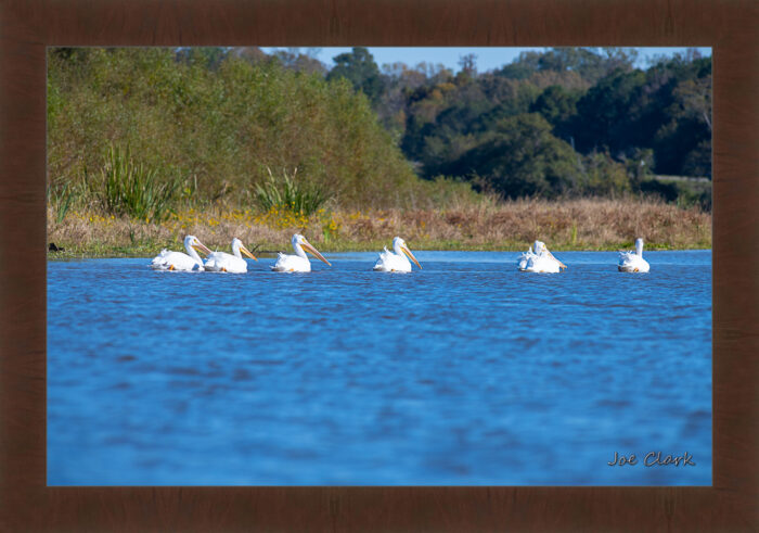 Pelican Procession - Image 6