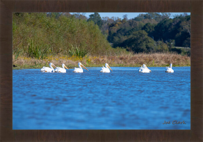 Pelican Procession - Image 2