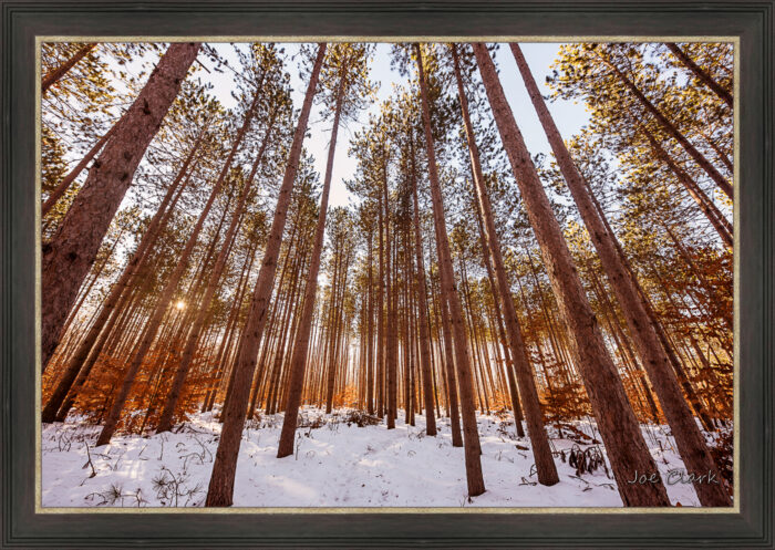 Pine Snow - Image 3