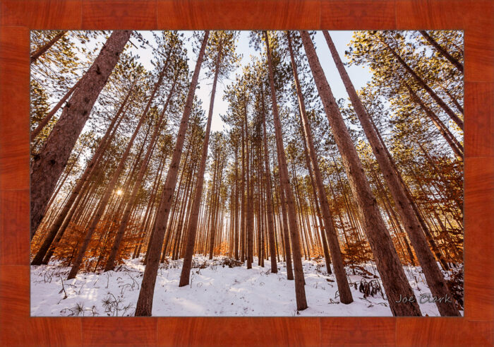 Pine Snow - Image 4