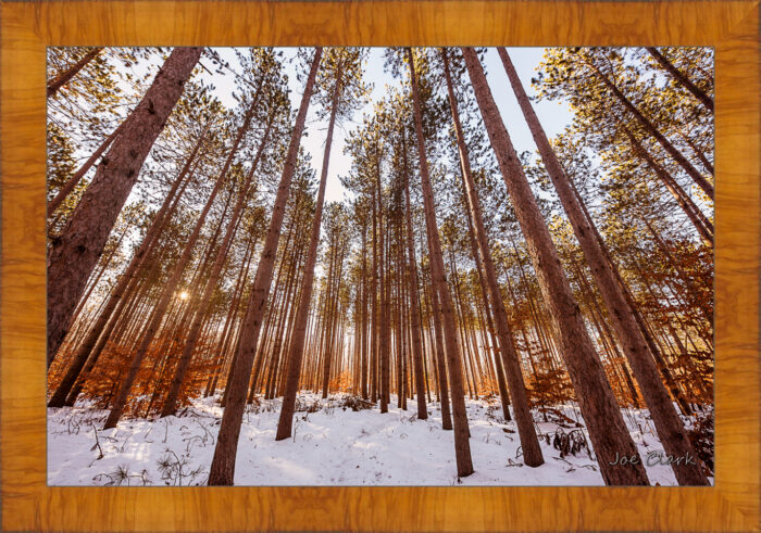 Pine Snow - Image 5