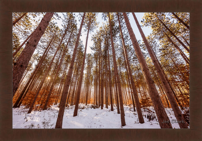Pine Snow - Image 6