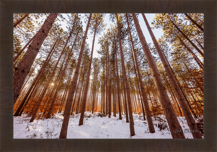 Pine Snow - Image 2