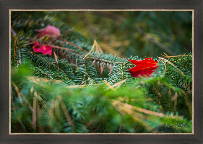 Red Leaf - Image 3