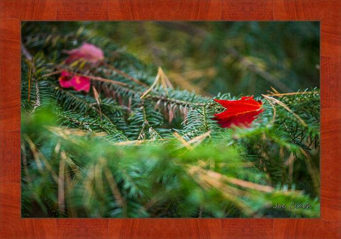 Red Leaf - Image 4