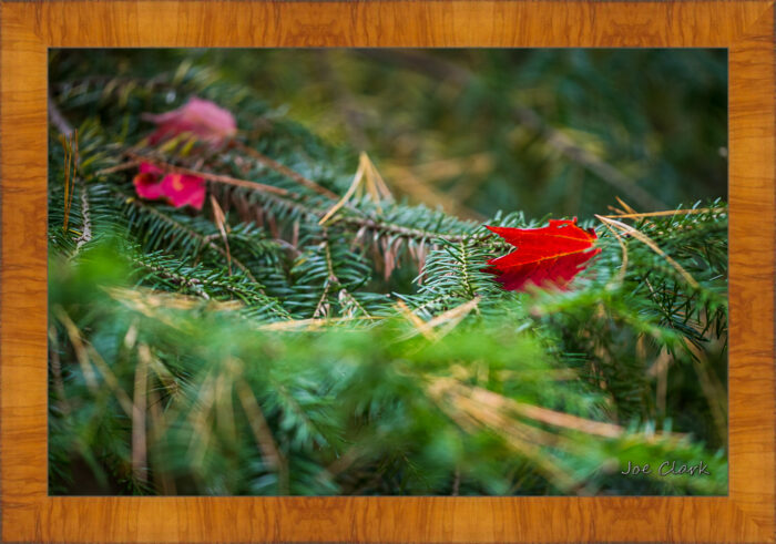 Red Leaf - Image 5