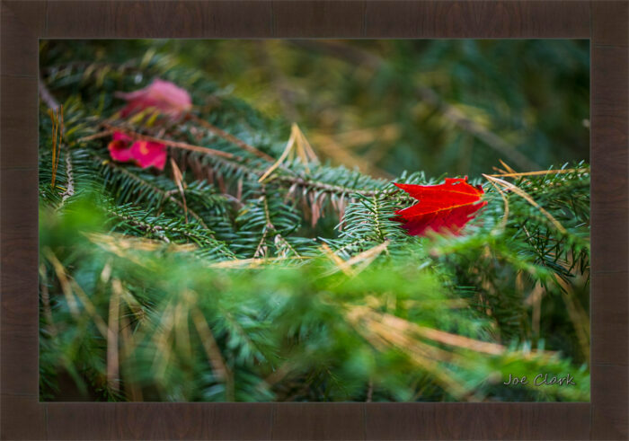 Red Leaf - Image 2