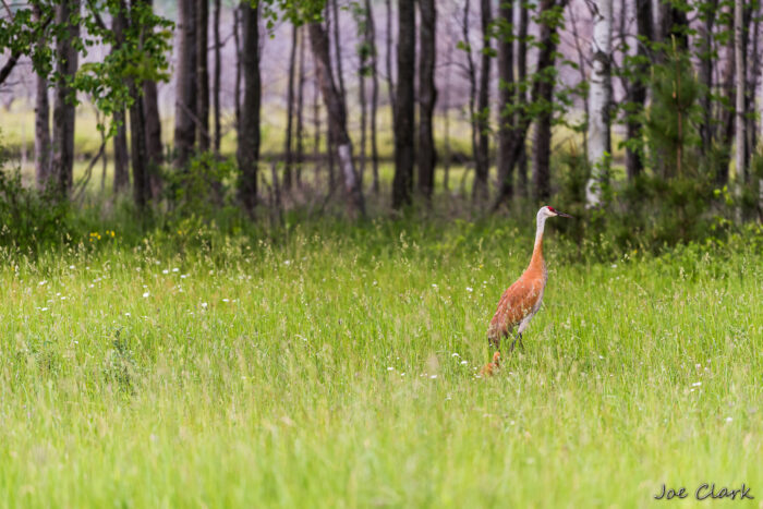 Sandhill and Son 2