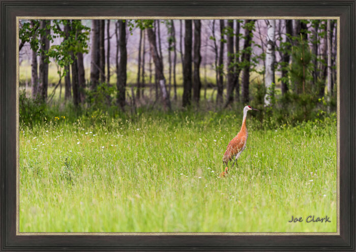 Sandhill and Son 2 - Image 3