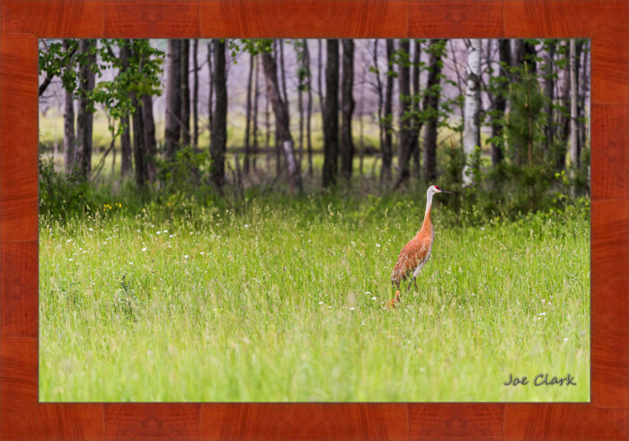 Sandhill and Son 2 - Image 4