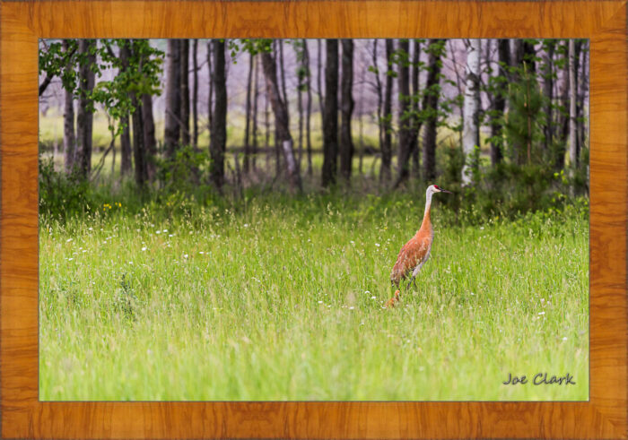 Sandhill and Son 2 - Image 5
