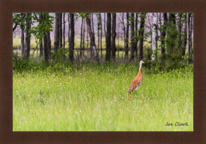 Sandhill and Son 2 - Image 6