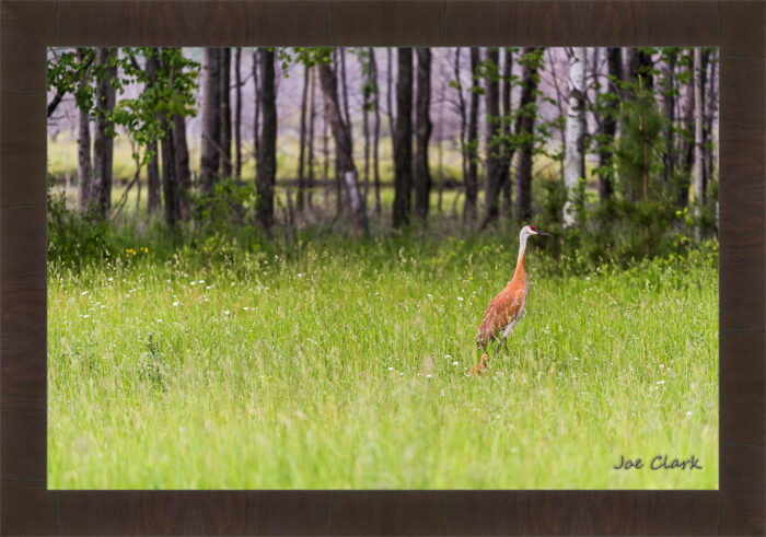 Sandhill and Son 2 - Image 2